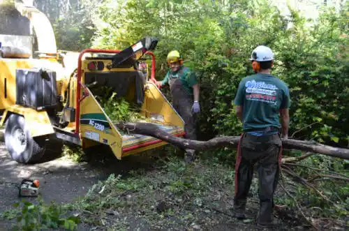 tree services Littlerock